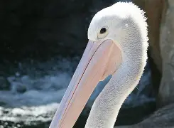 Kaiyun开云中国官网-刚刚！新奥尔良鹈鹕今夜状态回暖冲刺阶段费城76人临场应变，费德勒在TES比赛中问鼎冠军的简单介绍